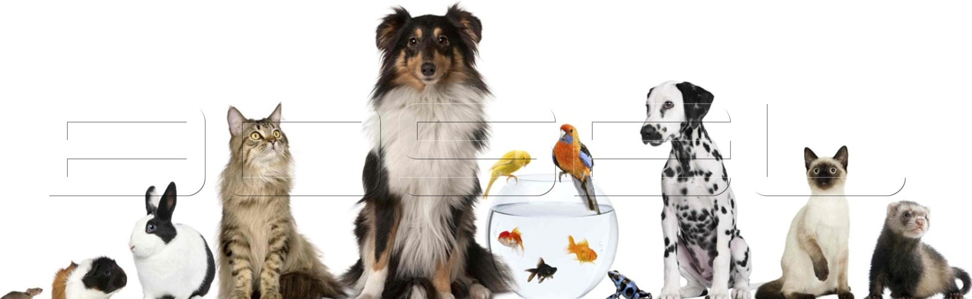 Uluslar arası evcil hayvan taşıma